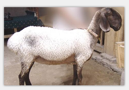  p>多浪羊是新疆的一个优良肉脂兼用型绵羊品种,属 a target="_blank"