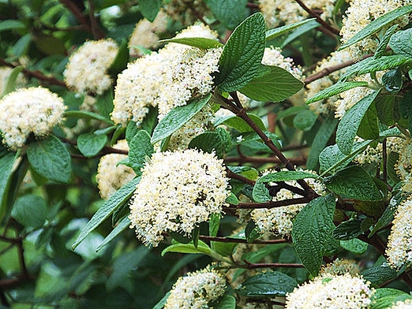  p>皱叶荚 b>蒾 /b>(学名: i>viburnum rhytidophyllum /i> hemsl.
