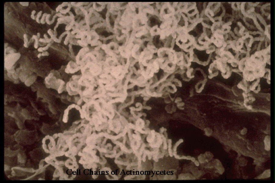 href="#" data-lemmaid="1189783">菌丝 /a>的一类 a href="#" data