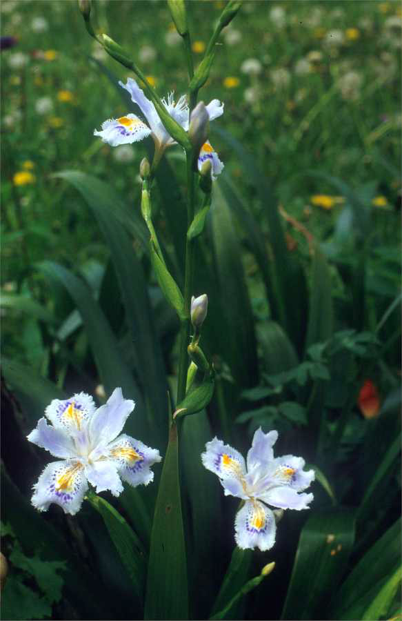  p data-id="tzr5lg22lfbl">蝴蝶花( i>iris japonica /i> thunb.