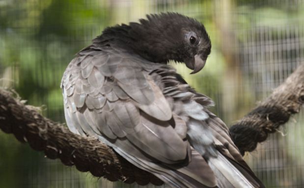  p>非洲黑鹦鹉(学名:coracopsis nigra)是典型的 a href="#" data