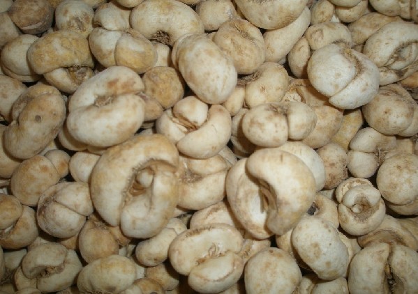  p>贝母为 a target="_blank" href="/item/百合科/1838810" data