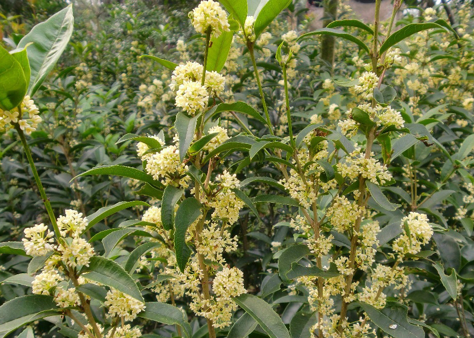  p>佛顶珠(学名: i>osmanthus fragrans /i> &#39;xiaoye foding