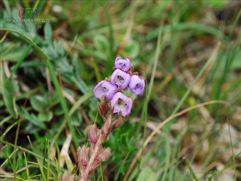 pyrola forrestiana h. andr.