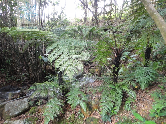  p>大叶黑桫椤(学名: i>alsophila gigantea /i> wall.ex hook.