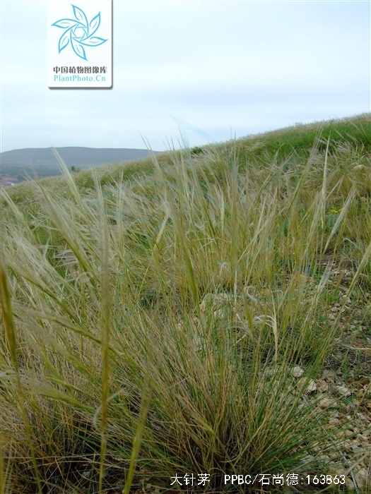  p>大针茅(学名: i>stipa grandis /i> p.a. smirn.