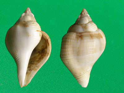  p>驼背凤凰螺(学名: i>gibberulus gibberulus gibbosus /i>):成贝长