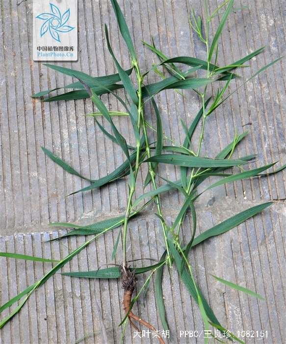  p> b>大叶柴胡 /b>(学名: i>bupleurum longiradiatum /i> f.