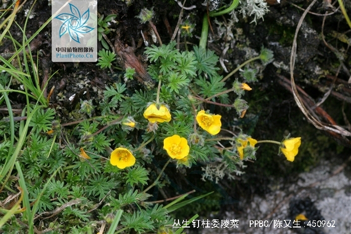 丛生钉柱委陵菜