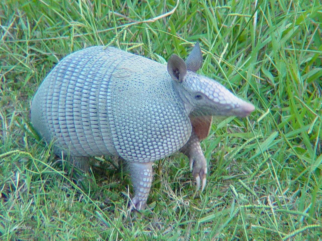  p>贫齿目又称异关节目(xenarthra), a href="#" data-lemmaid="