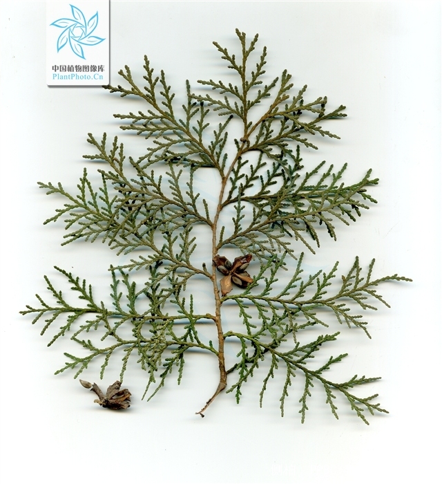  p data-id="gntpfpk47d">侧柏( i>platycladus orientalis  /i>(l.