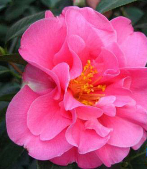 茶花