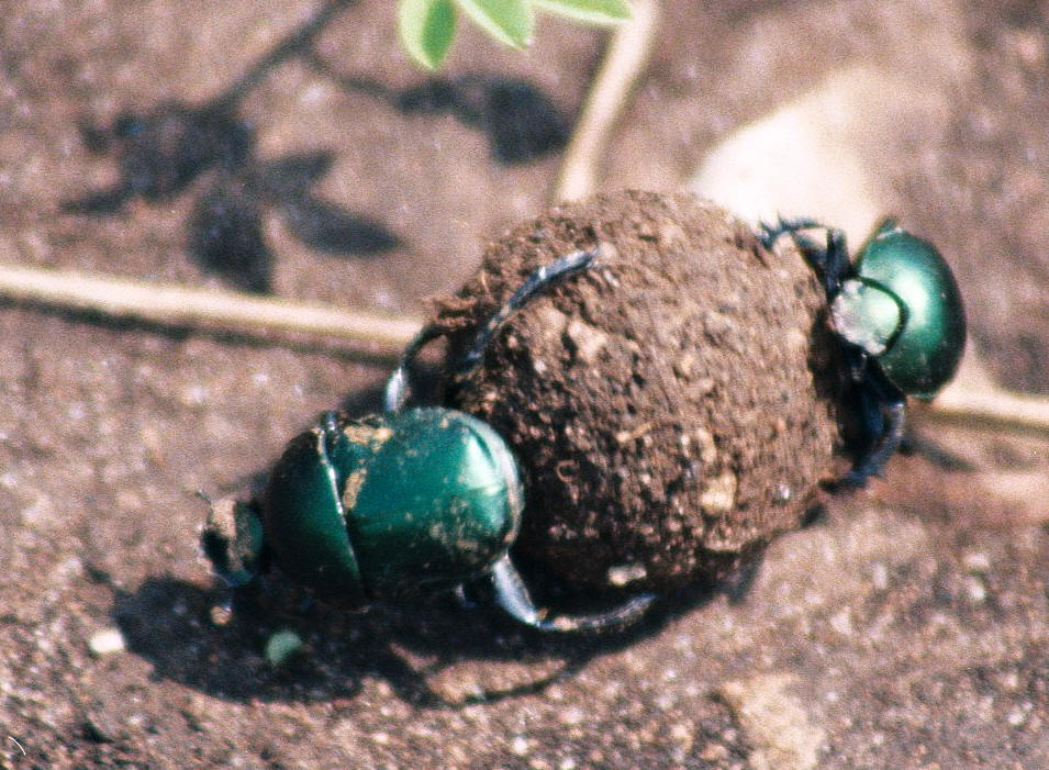 dung beetle
