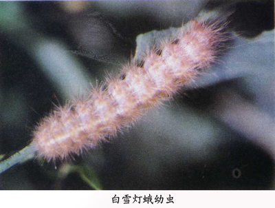  p>稀点雪灯蛾( i>spilosoma urticae /i>&nbsp;esper,1789)是