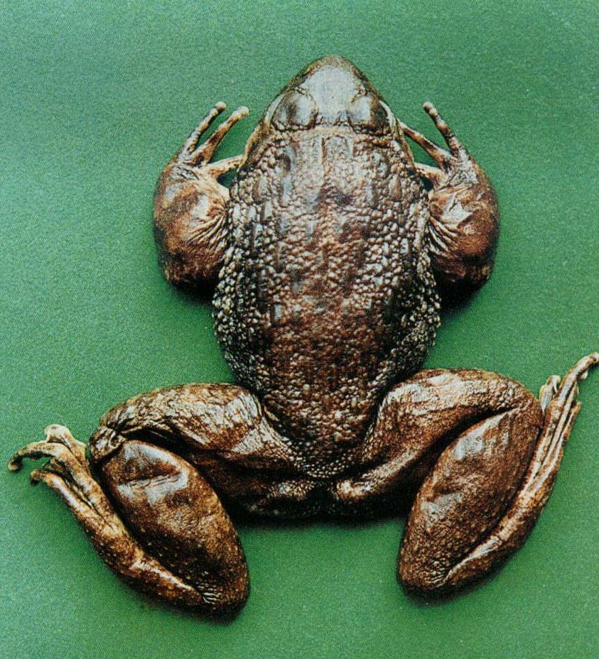 动物/305362" data-lemmaid="305362">两栖动物 /a>,是中国的特有物种