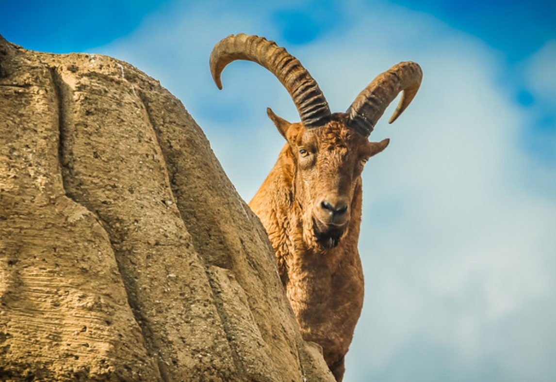  p>西高加索羱羊(学名: i>capra caucasica /i>):是偶蹄目,牛科,山羊