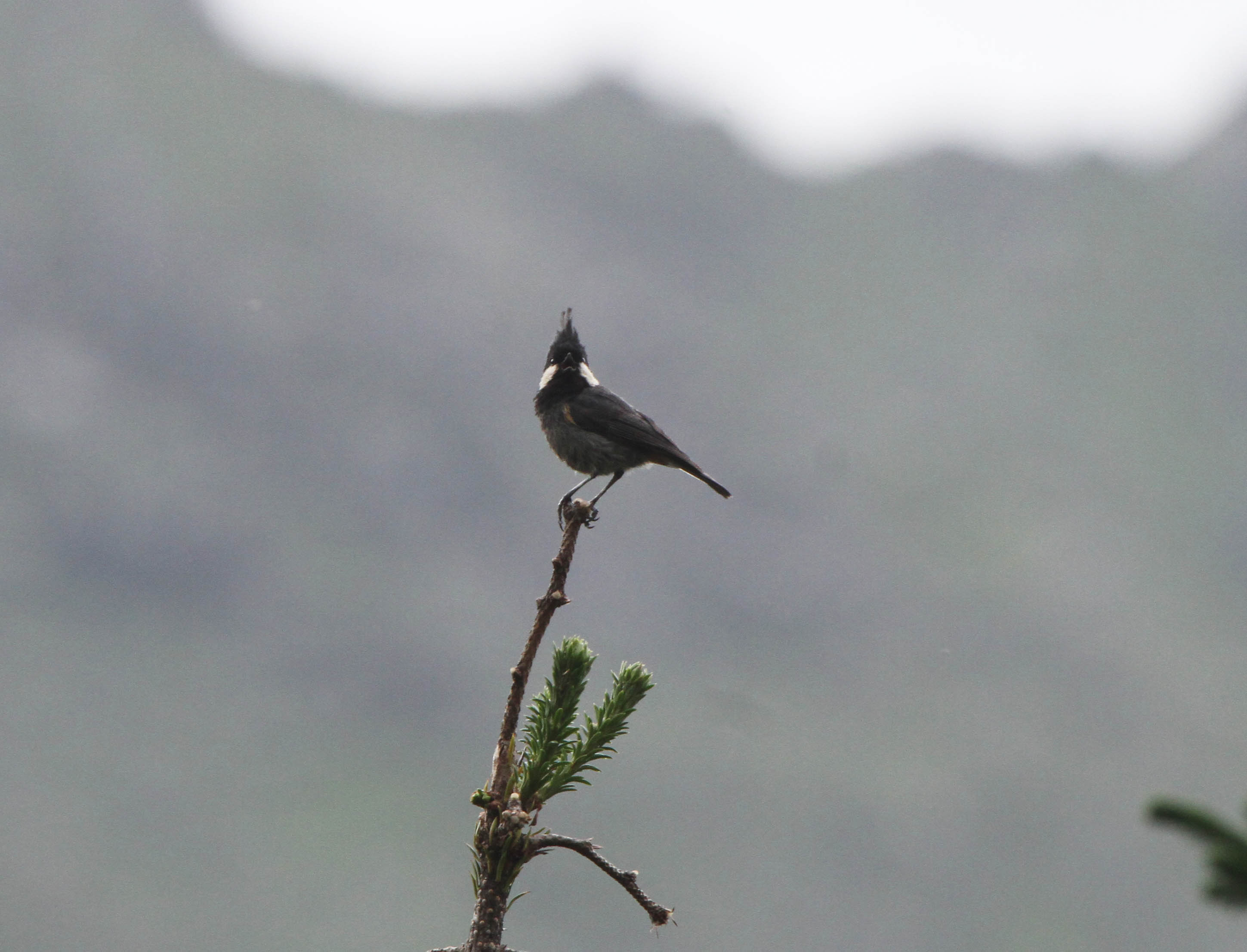 黑冠山雀西南亚种