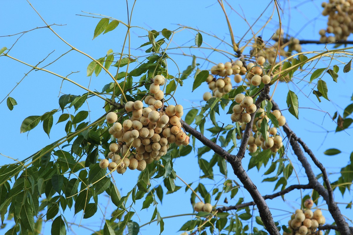  p data-id="go0faec2b7">苦楝子,是 a targe