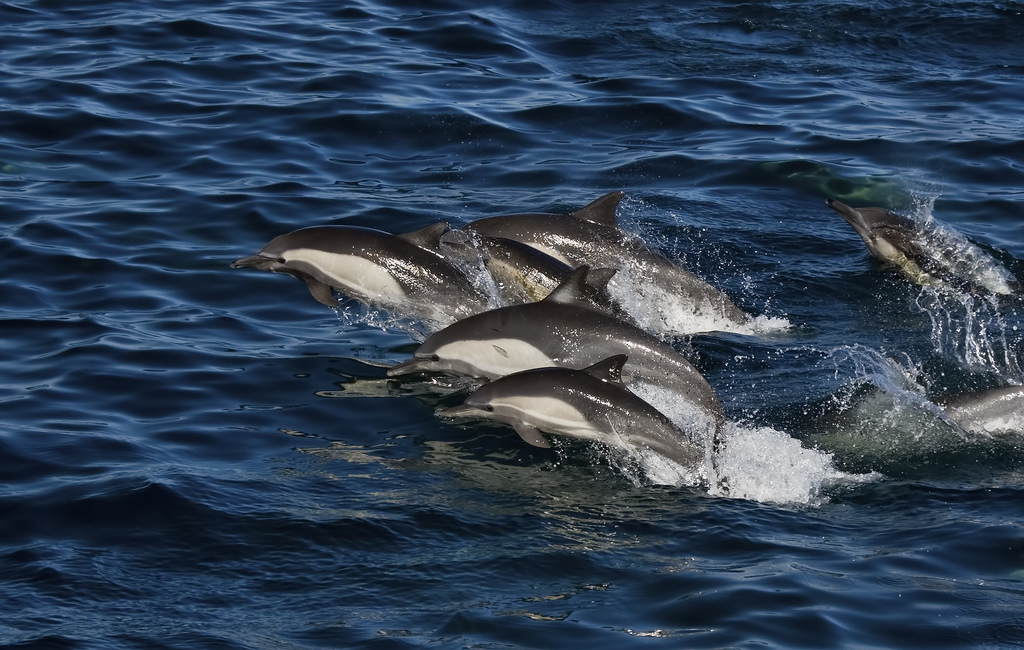 长吻真海豚