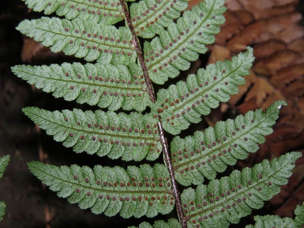 (学名: i>alsophila denticulata /i> baker)是桫椤科,桫椤属灌木状 a