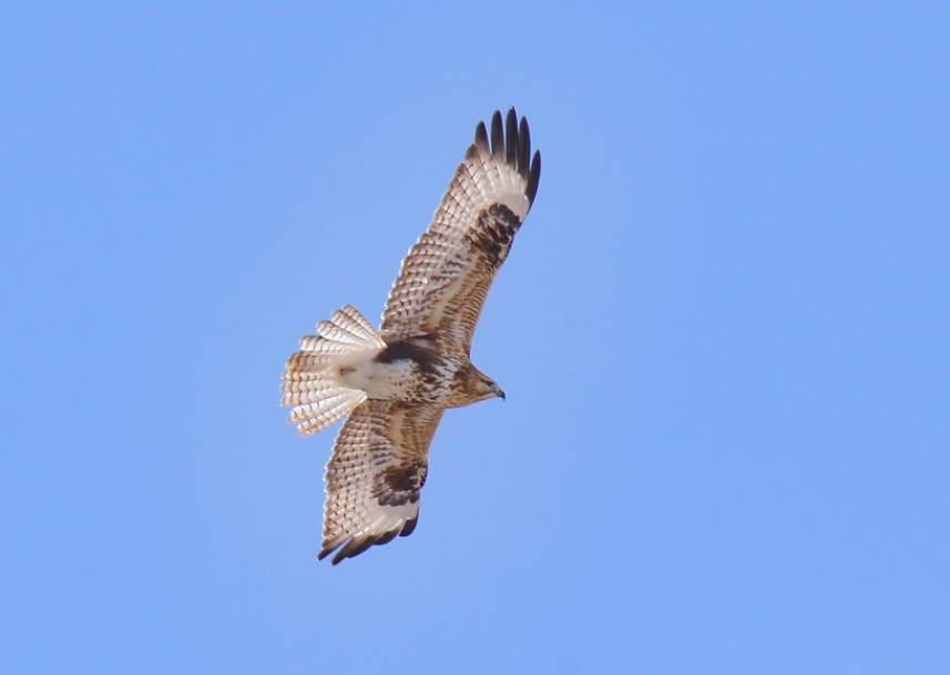  p>喜山鵟(学名: i>buteo refectus /i>):是鹰科,鵟属鸟类,曾经是 a