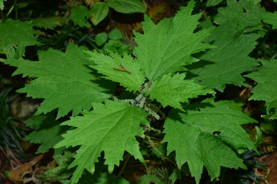 荨麻（荨麻科荨麻属植物）_百度百科