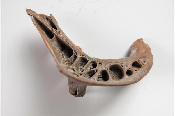 新石器时代河姆渡文化鲤鱼咽喉齿