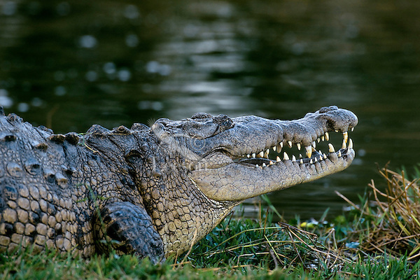 american crocodile