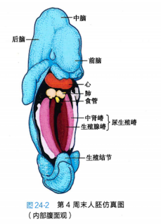 有时被称为阴阳人或双性人,指那些出生时的性特征(包括生殖器官,性腺
