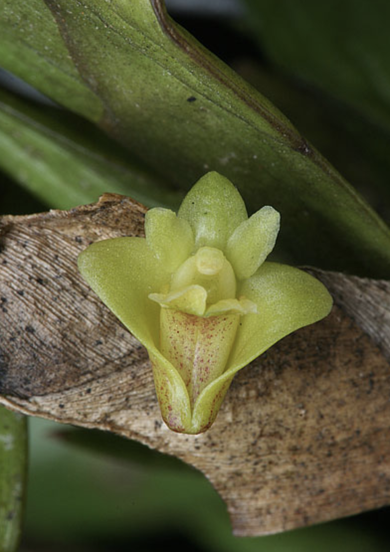  p data-id="gnb6hbh6et">燕尾兰又是兰花一种多年生常绿附生性花卉.