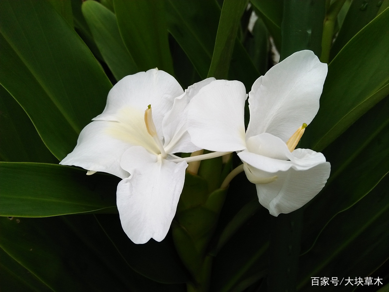 国花系列19——古巴&尼加拉瓜，被称为“蝴蝶百合”的姜花_百科TA说