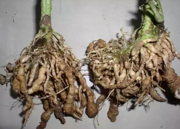 西红柿根结线虫病