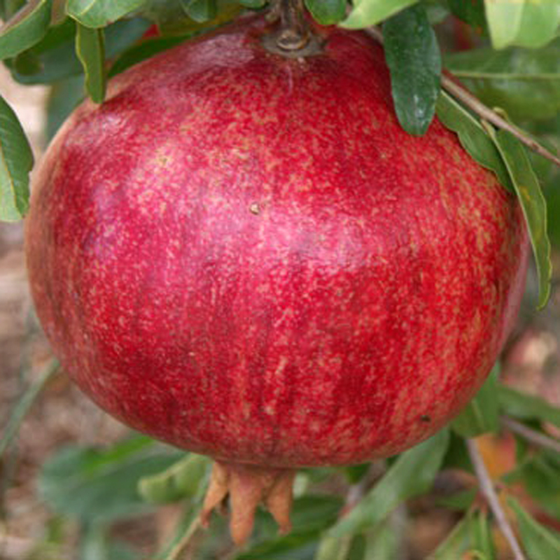  p>石榴属(学名: i>punica /i> linn.):是桃金娘目,千屈菜科的一个属.