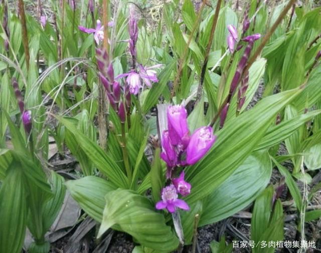 1种野生的杂草有“大块茎”，被称为“白芨”，值钱还珍贵，别挖_百科TA说