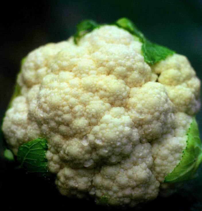  p data-id="gntqh4hyhh">花椰菜( i>brassica oleracea /i> var.