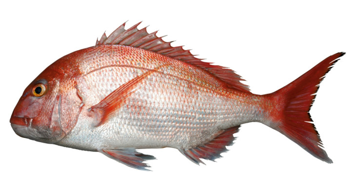  p>真鲷(学名: i>pagrus major /i>)是鲷科,真鲷属鱼类.