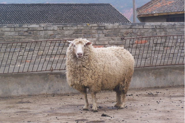 青海高原半细毛羊