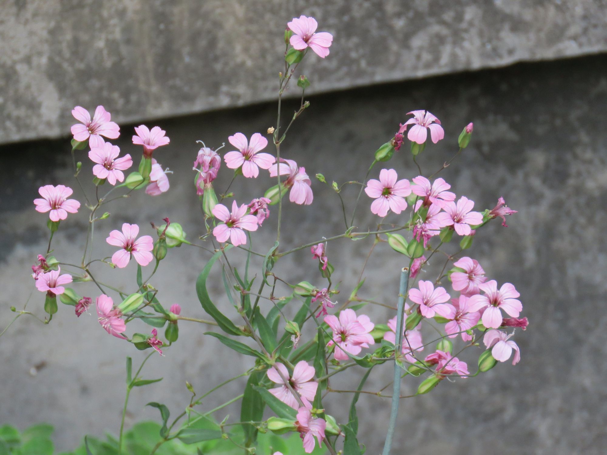 是石竹科麦蓝菜属的一年生或二年生草本植物.
