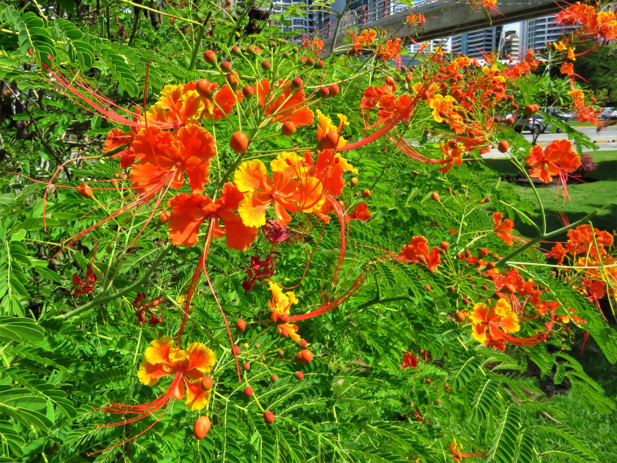  p>洋金凤(学名: i>caesalpinia pulcherrima /i> (l.) sw.