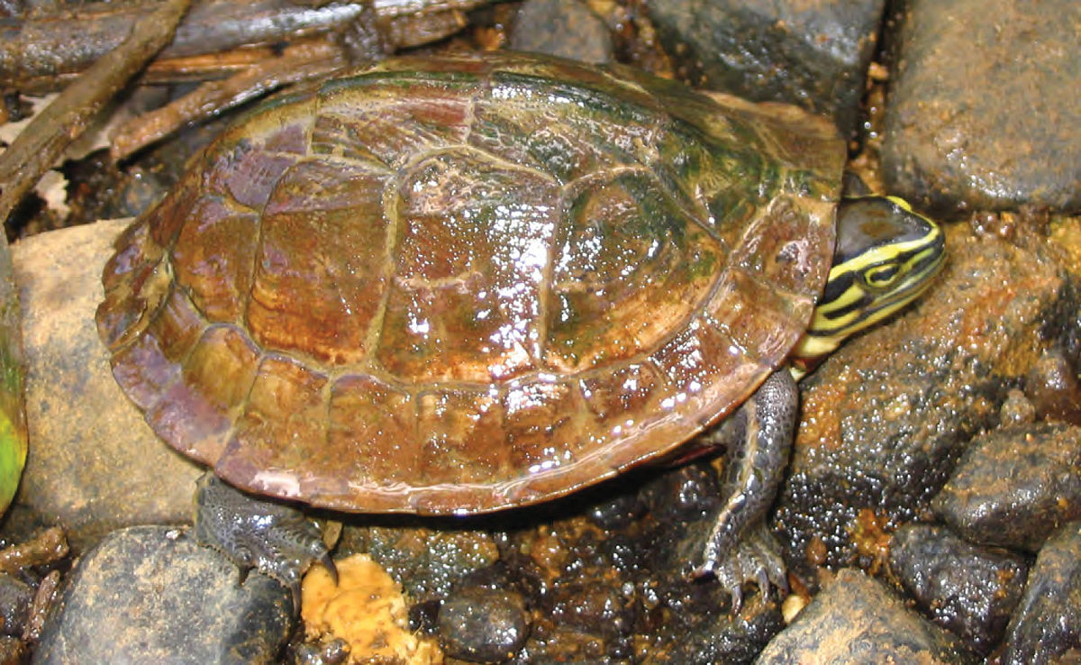  p>马来闭壳龟(学名: i>cuora amboinensis /i>)是龟科,闭壳龟属动物.