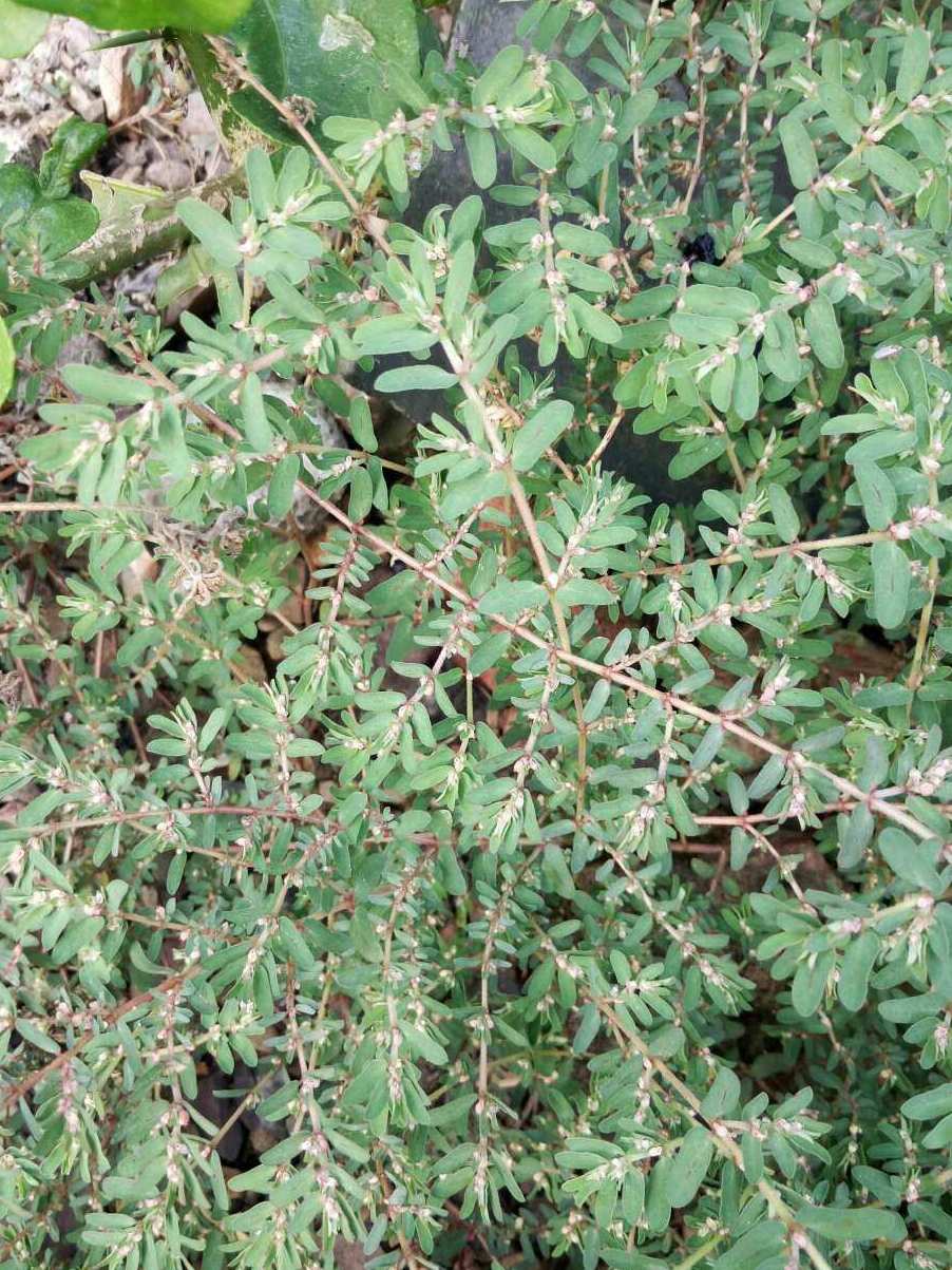 俗名:千根草,小虫儿卧单,血见愁草,草血竭