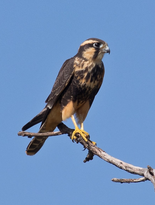  p>黄腹隼(学名: i>falco femoralis /i>):是隼科,隼属的一种 a