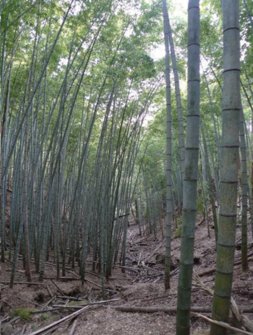 毛竹（禾本科刚竹属一种植物）_百度百科