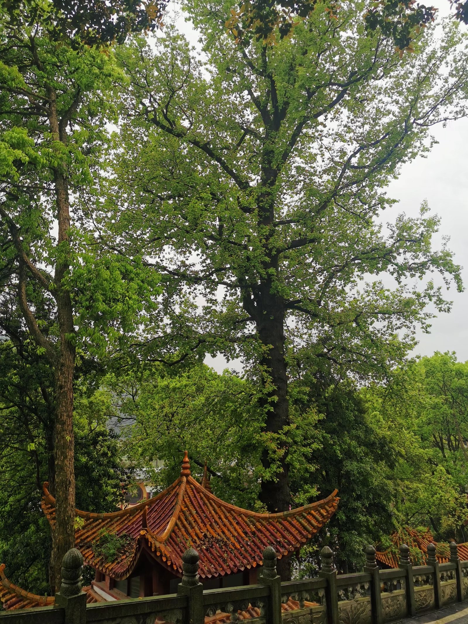 东山寺