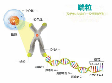 端粒DNA序列_百度百科