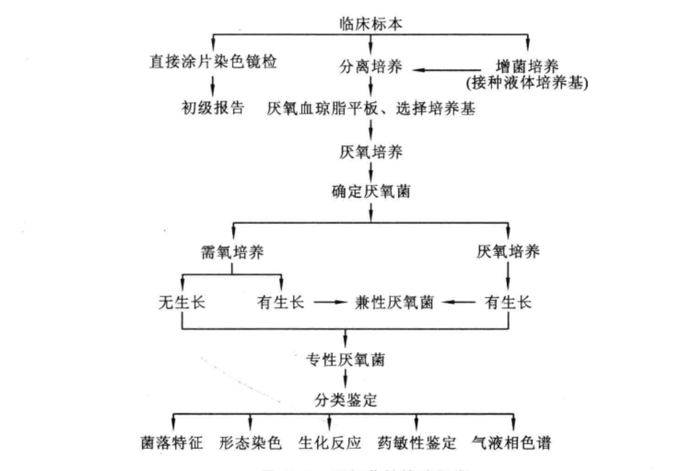 厌氧菌_百度百科
