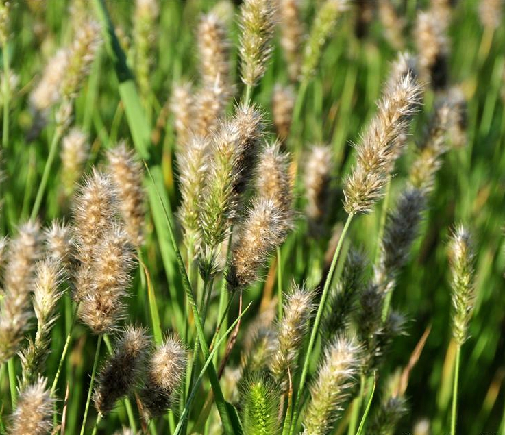  p>九顶草(学名: i>enneapogon desvauxii /i> p.