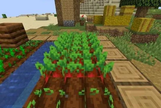 甜菜根 百度百科