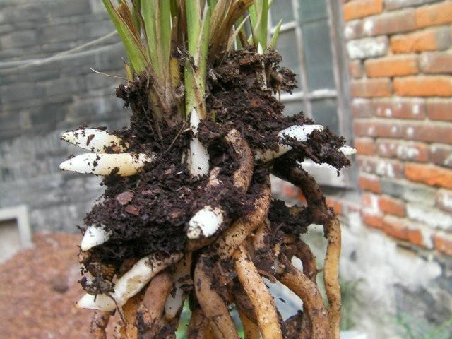 兰花就喜欢“2种水”，春天轮流用，根壮芽多，花量至少多1倍_百科TA说