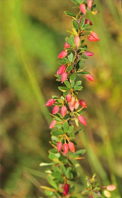 小檗(小檗碱片的作用与功效)